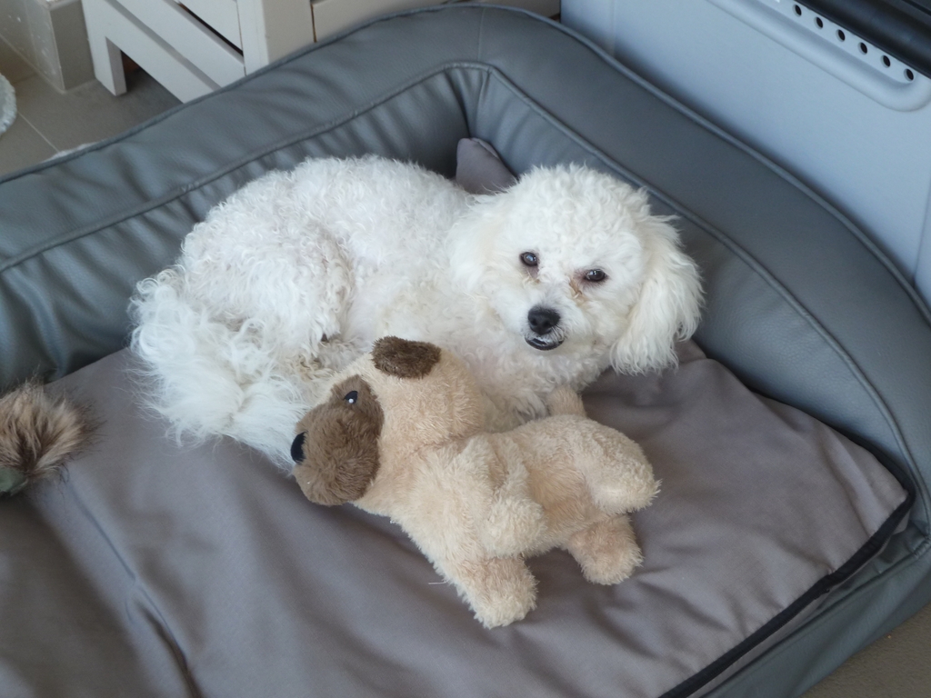 What more does a pup need?